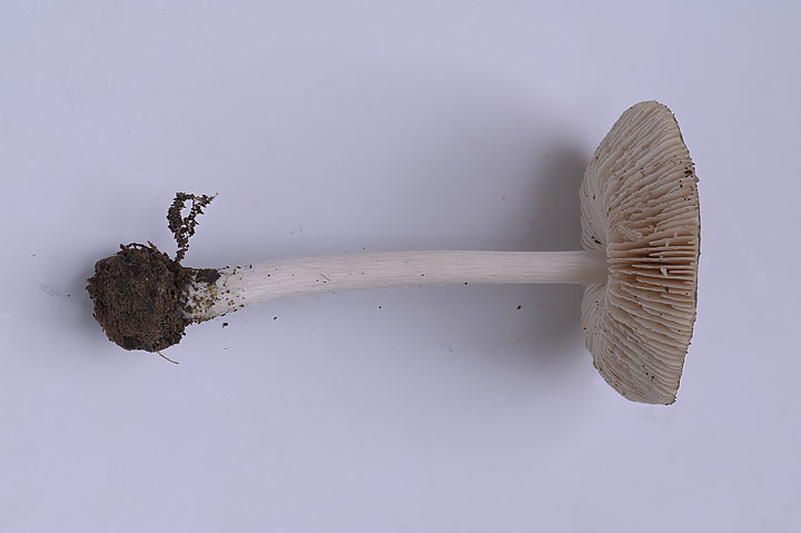Pluteus cf diettrichii